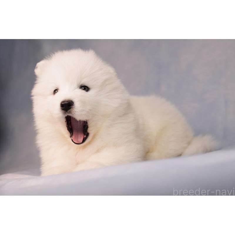 販売中の群馬県のサモエド-440424の2枚目