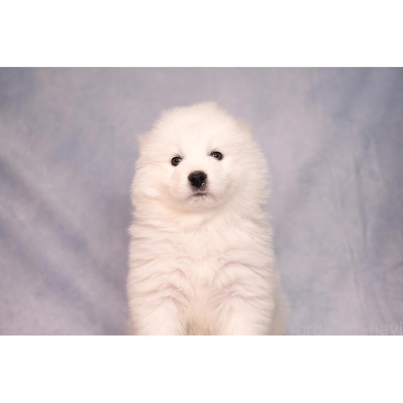 販売中の群馬県のサモエド-443402の11枚目