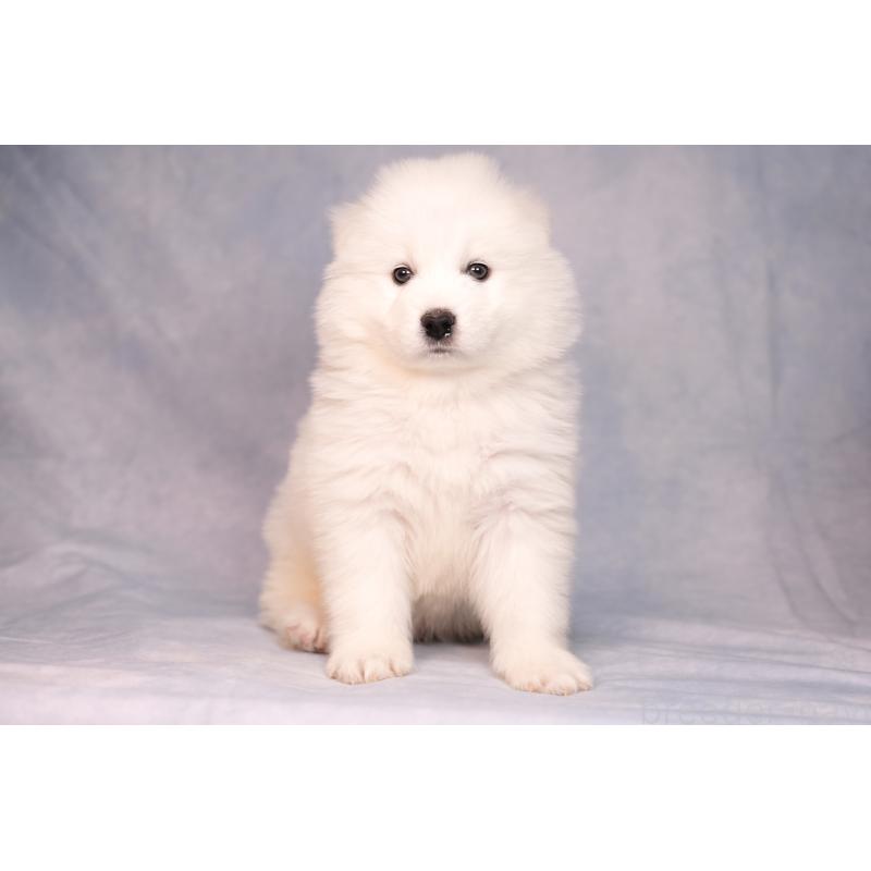 販売中の群馬県のサモエド-443402の10枚目