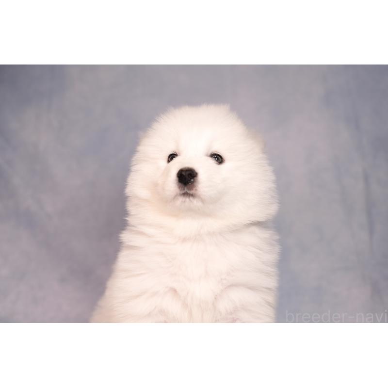 販売中の群馬県のサモエド-443402の9枚目