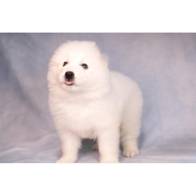 販売中の群馬県のサモエド-443402の8枚目