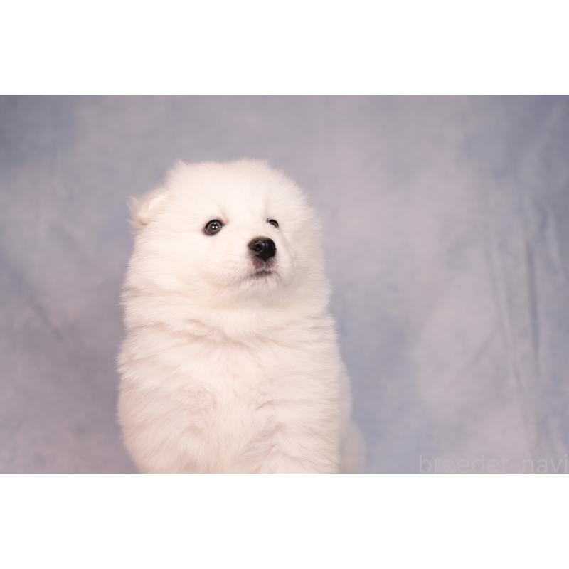 販売中の群馬県のサモエド-443402の6枚目