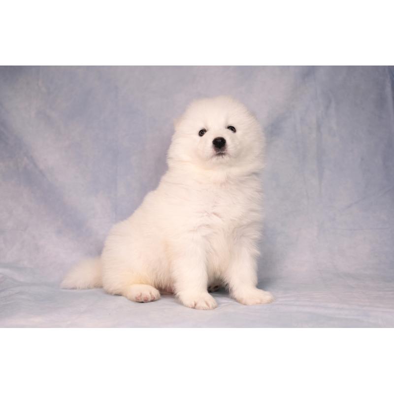 販売中の群馬県のサモエド-443402の5枚目