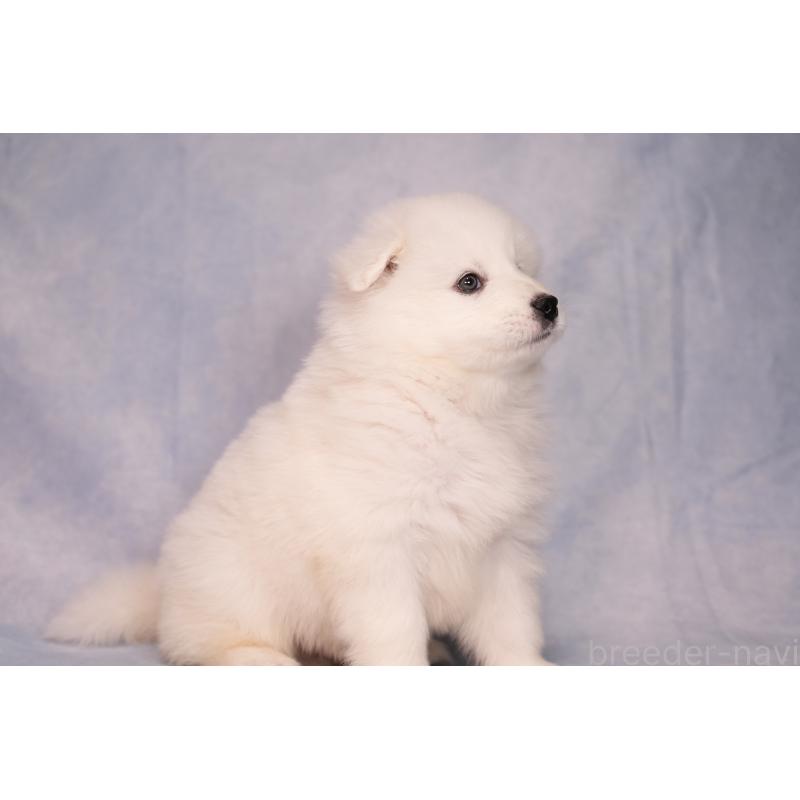 販売中の群馬県のサモエド-443402の4枚目