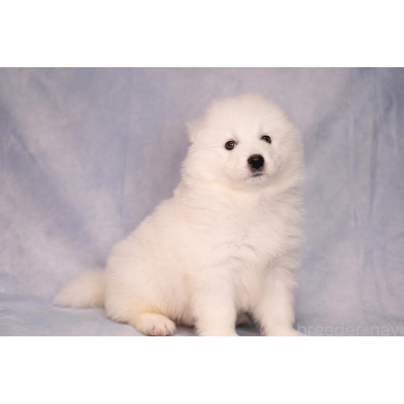 販売中の群馬県のサモエド-443402の3枚目