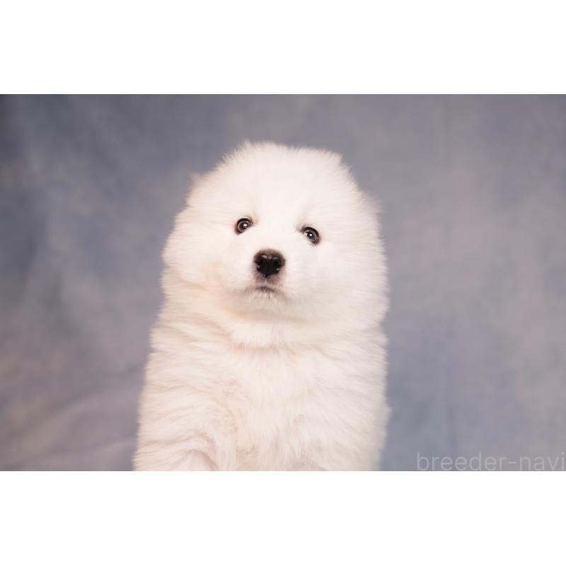 販売中の群馬県のサモエド-443402の2枚目