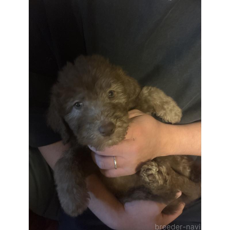 商談中の滋賀県のラブラドゥードル:ラブラドールレトリーバー×プードル-435634の1枚目