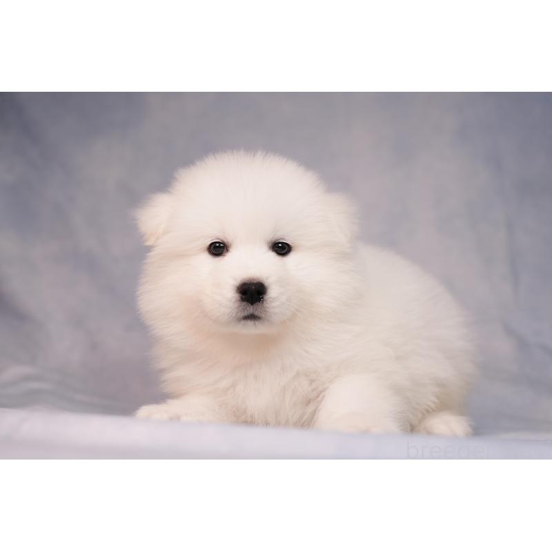 商談中の群馬県のサモエド-443404の5枚目