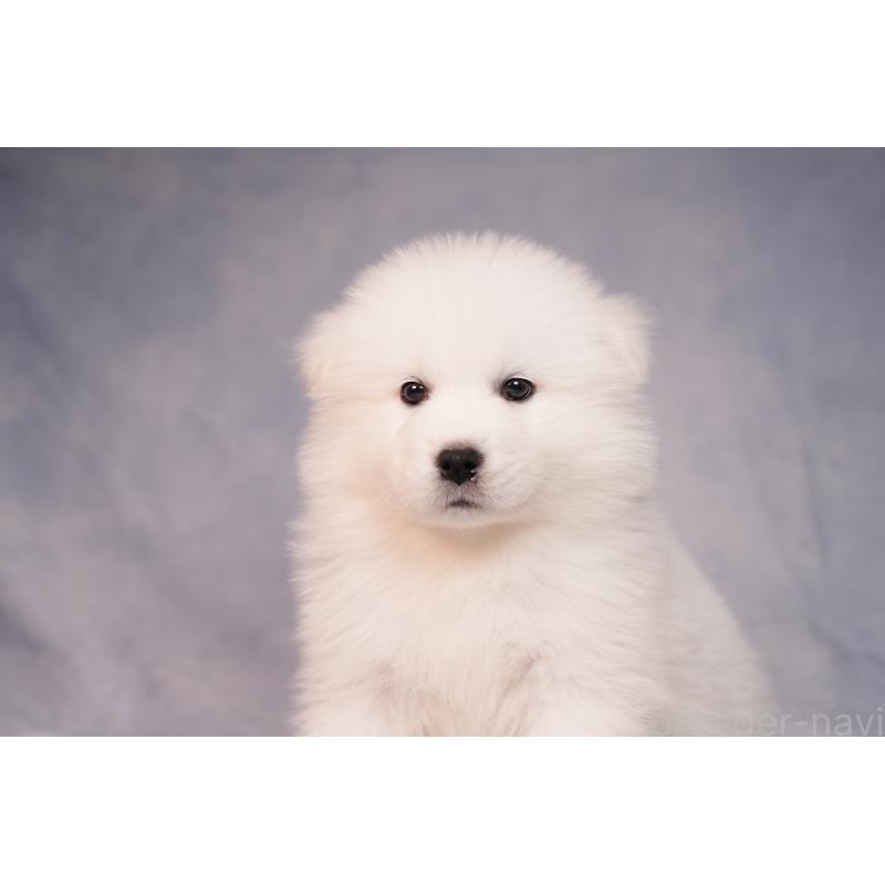 商談中の群馬県のサモエド-443404の4枚目