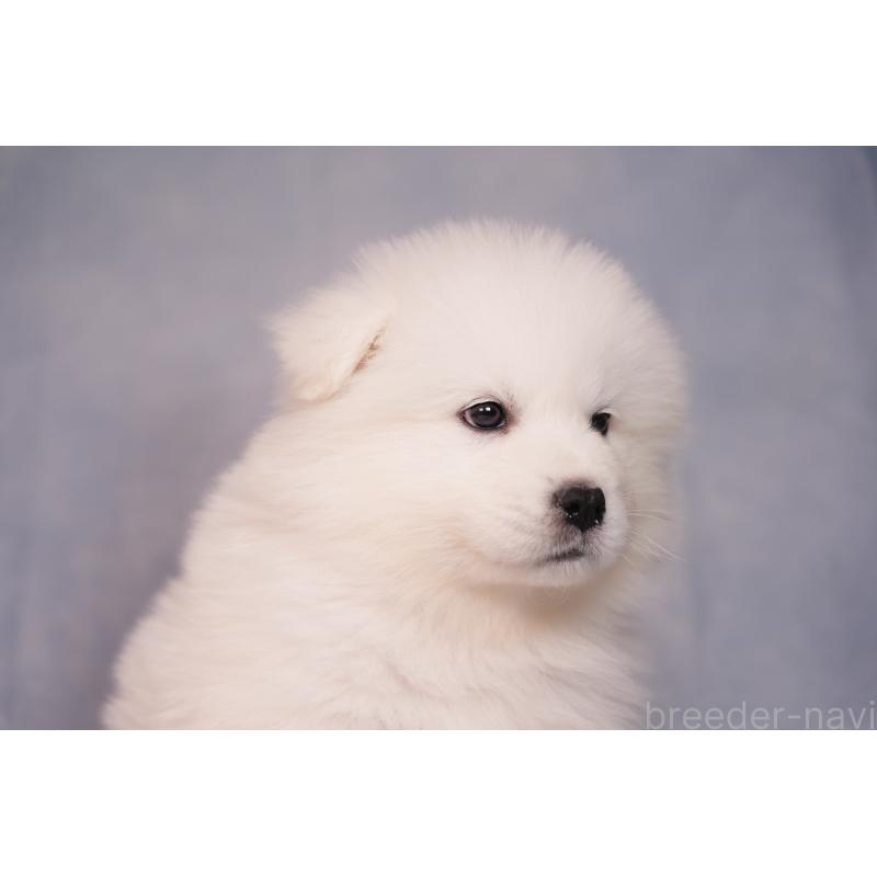 商談中の群馬県のサモエド-443404の3枚目