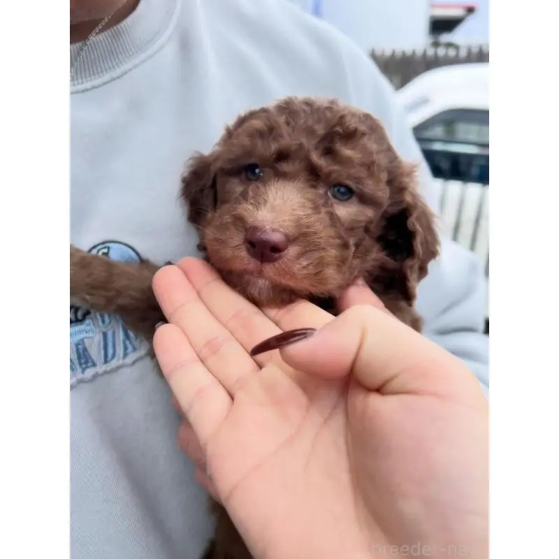 販売中の滋賀県のラブラドゥードル:ラブラドールレトリーバー×プードル-443403の1枚目