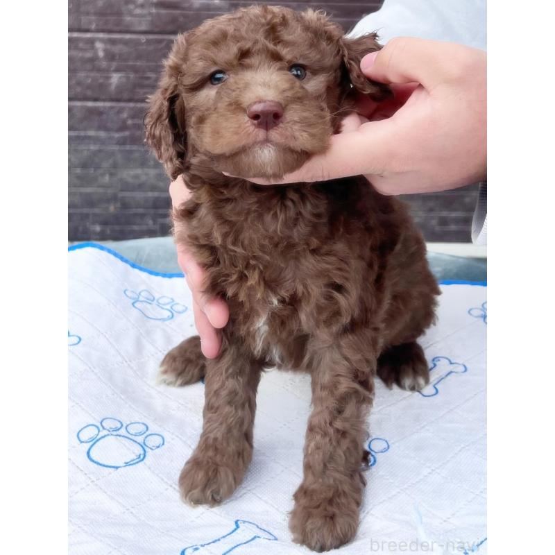 販売中の滋賀県のラブラドゥードル:ラブラドールレトリーバー×プードル-443403の2枚目