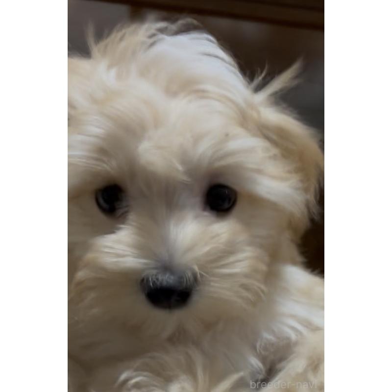 成約済の熊本県のミックス犬-425309の3枚目