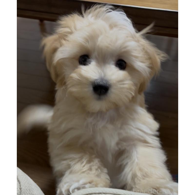 成約済の熊本県のミックス犬-425309の2枚目