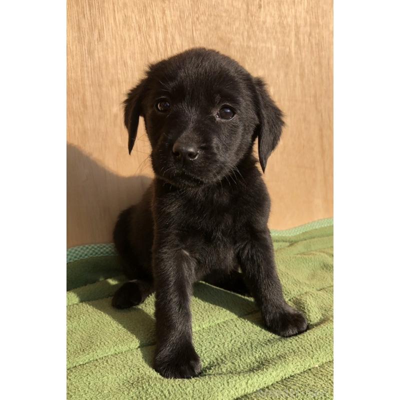 販売中の山口県のラブラドールレトリーバー-443405