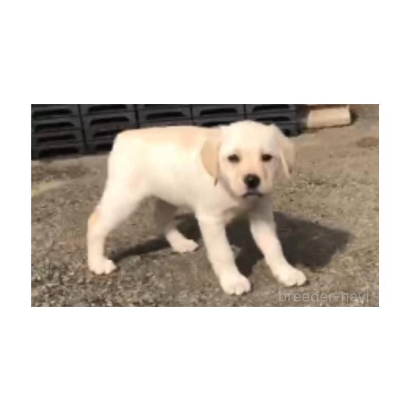 販売中の山口県のラブラドールレトリーバー-443406