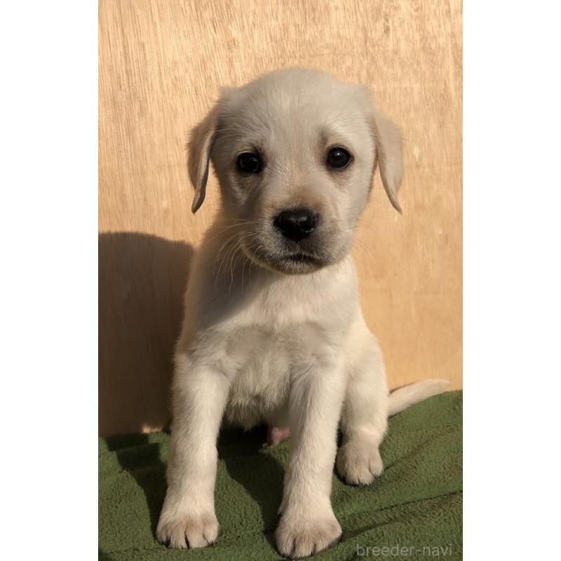 販売中の山口県のラブラドールレトリーバー-443407の1枚目