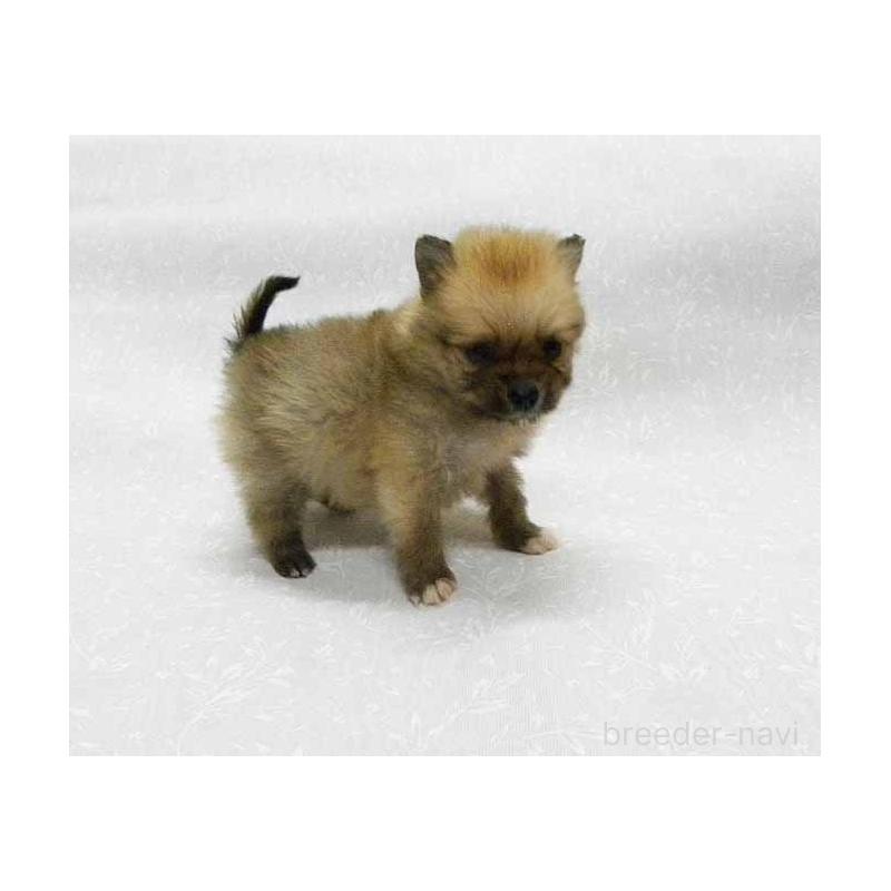 販売中の群馬県のポメラニアン-443408の4枚目