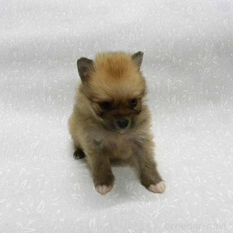 販売中の群馬県のポメラニアン-443408の2枚目