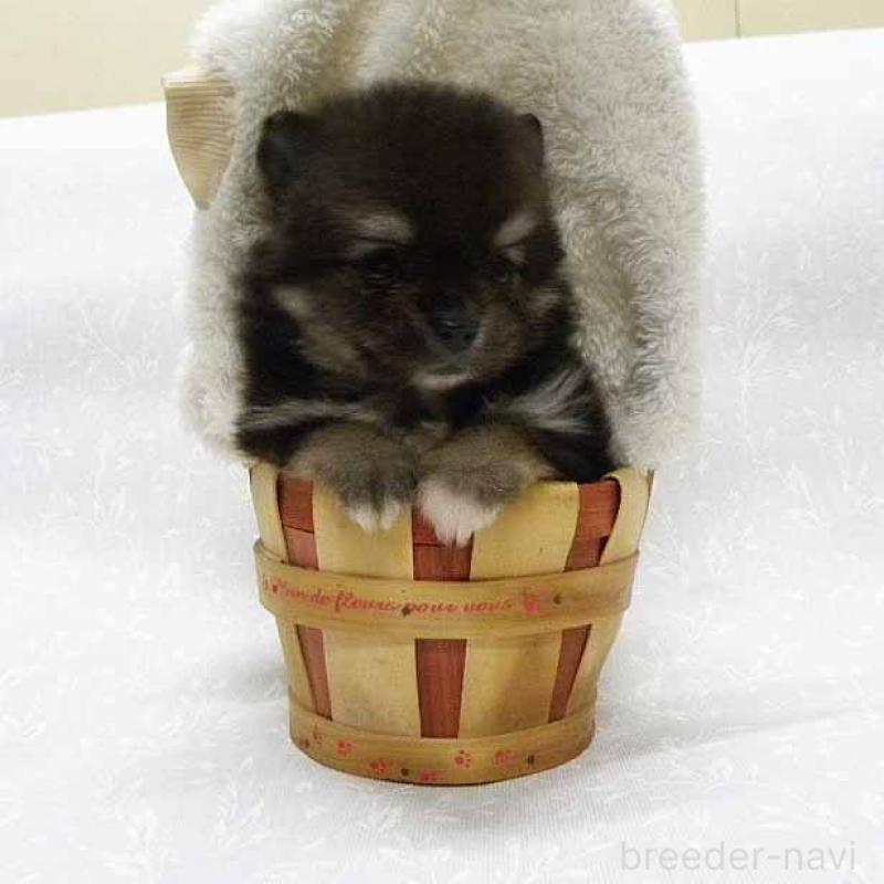 販売中の群馬県のポメラニアン-443409の1枚目