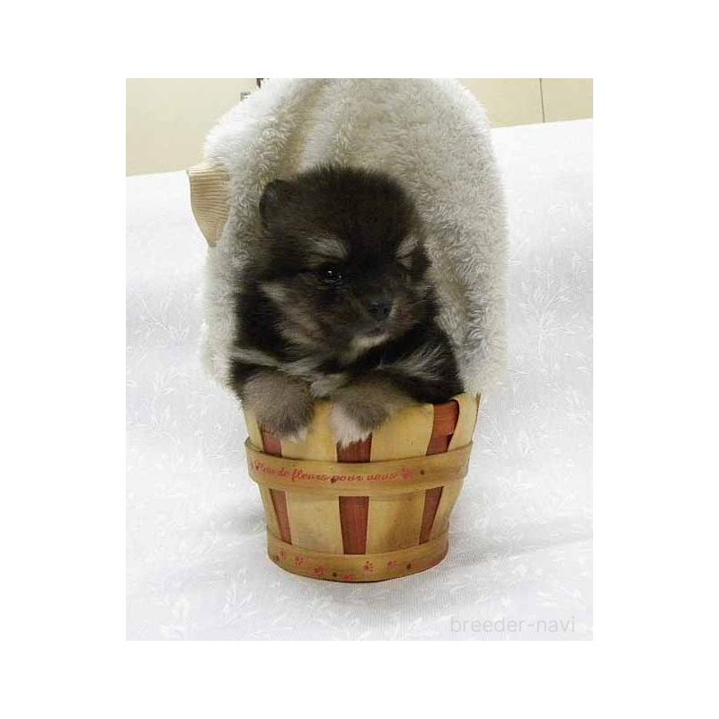 販売中の群馬県のポメラニアン-443409の4枚目