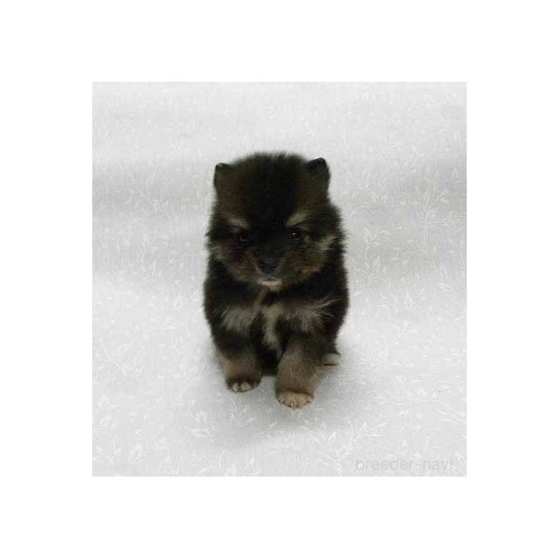 販売中の群馬県のポメラニアン-443409の2枚目