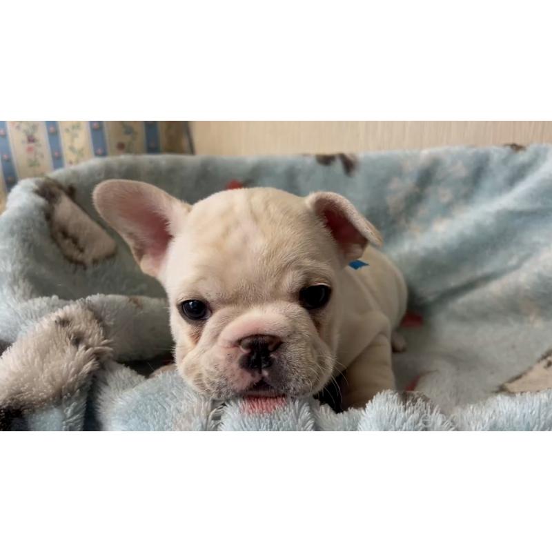 販売中の岡山県のフレンチブルドッグ-434752の4枚目