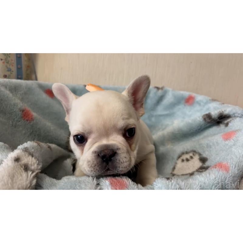 販売中の岡山県のフレンチブルドッグ-434753の5枚目