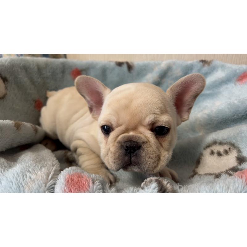 販売中の岡山県のフレンチブルドッグ-434754の4枚目