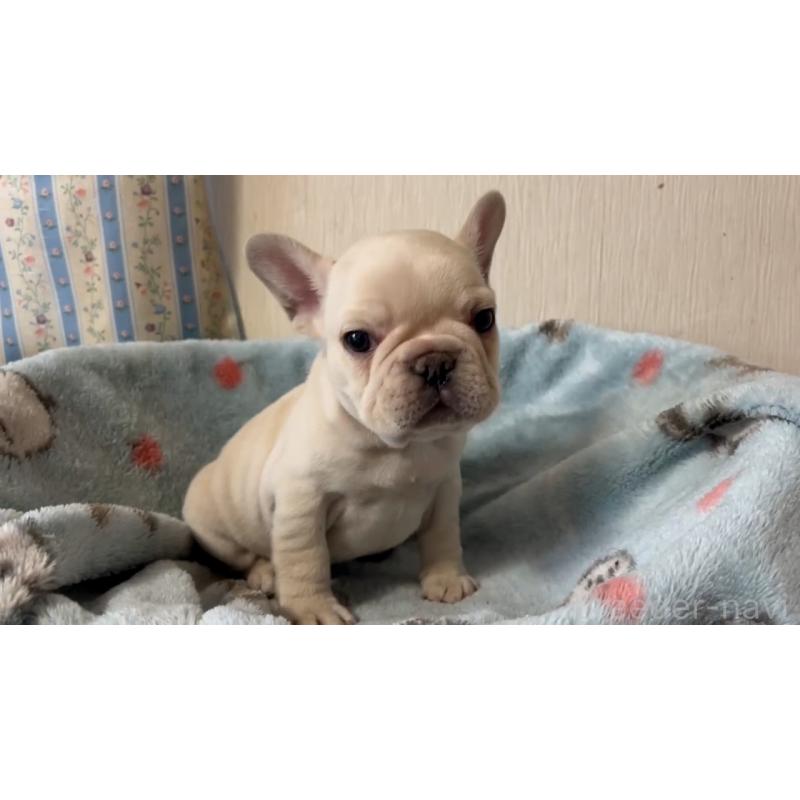 販売中の岡山県のフレンチブルドッグ-434755の6枚目