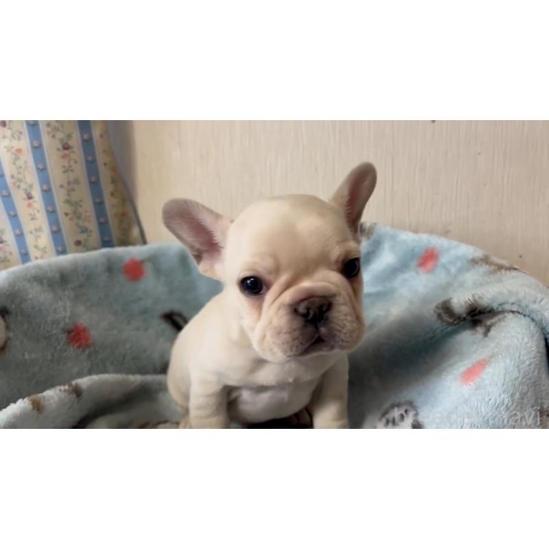 販売中の岡山県のフレンチブルドッグ-434755の5枚目