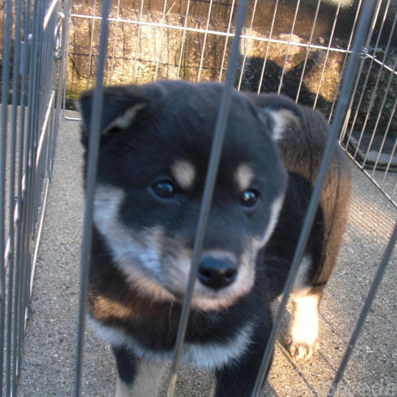 販売中の京都府の豆柴-443410