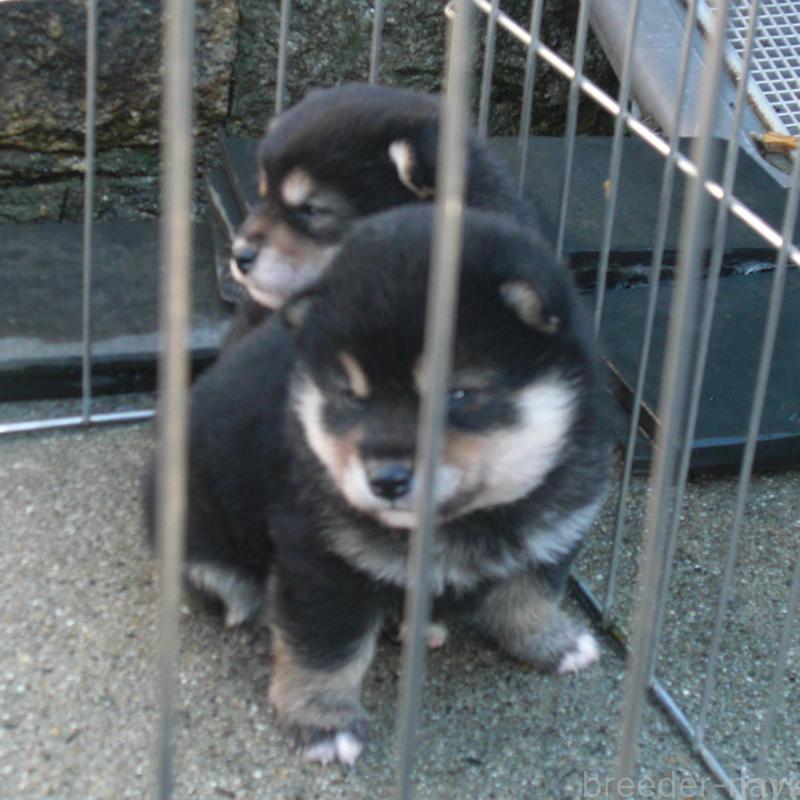 販売中の京都府の豆柴-443410の3枚目