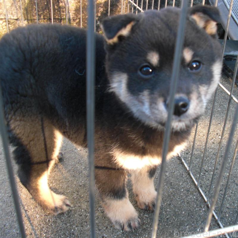 販売中の京都府の豆柴-443410の2枚目