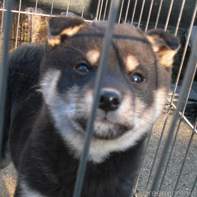 販売中の京都府の豆柴-443412の3枚目