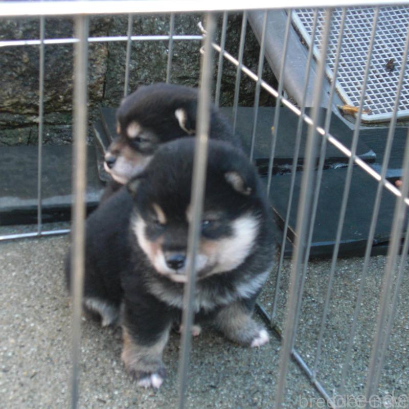 販売中の京都府の豆柴-443412の2枚目