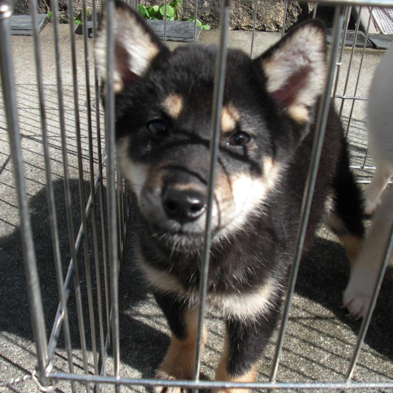 販売中の京都府の豆柴-443413