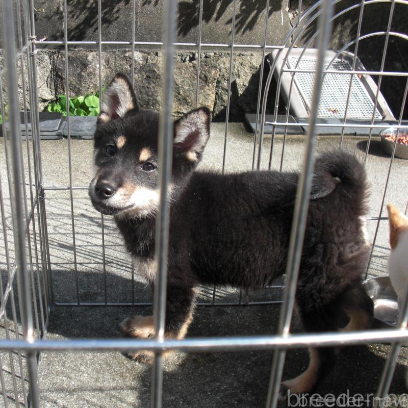 販売中の京都府の豆柴-443413の3枚目