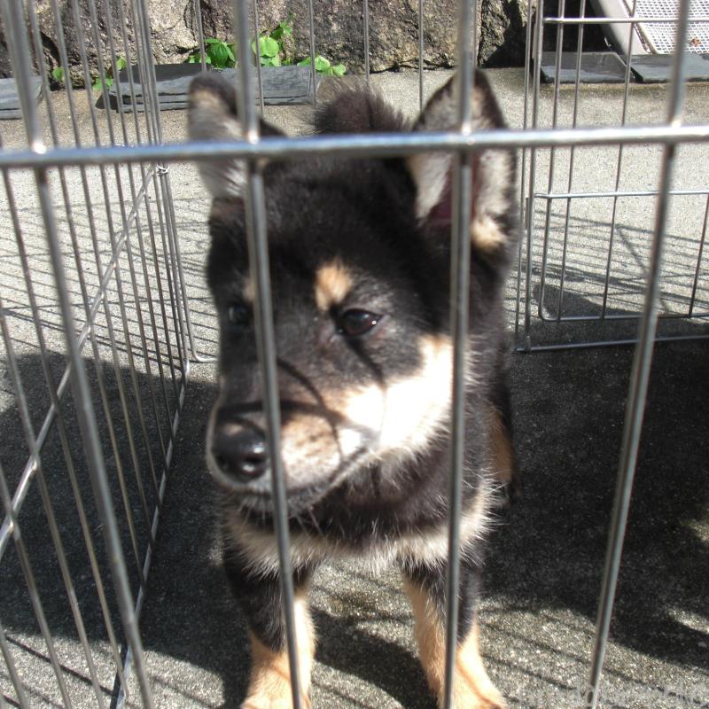 販売中の京都府の豆柴-443413の2枚目