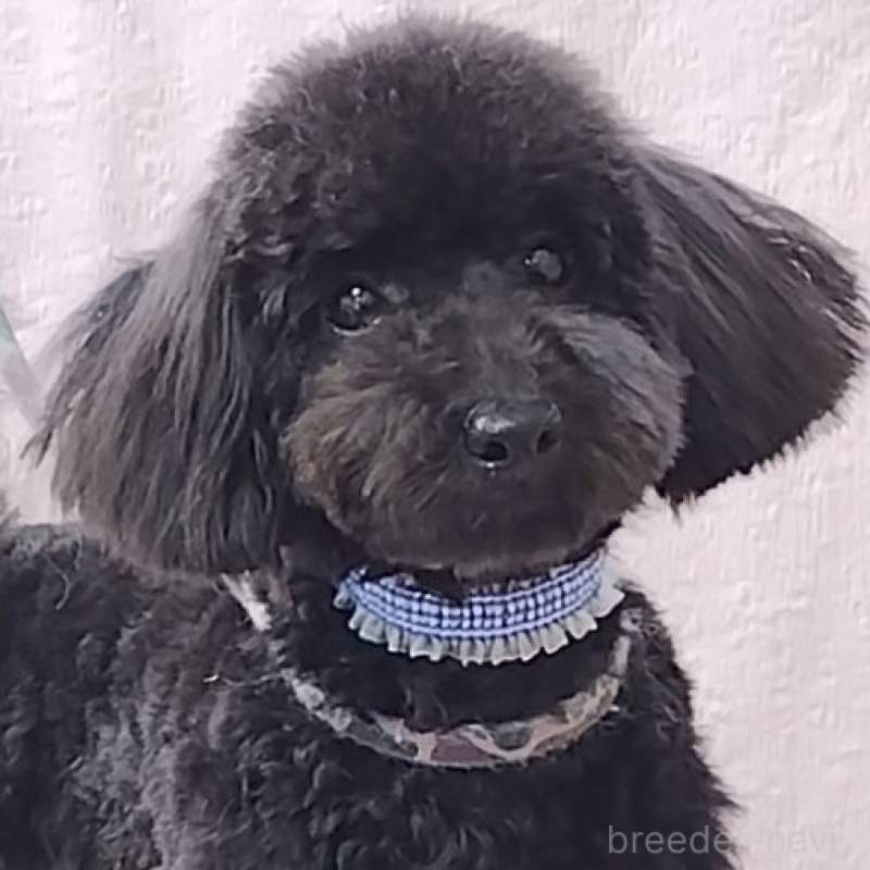 販売中の神奈川県のトイプードル-419358