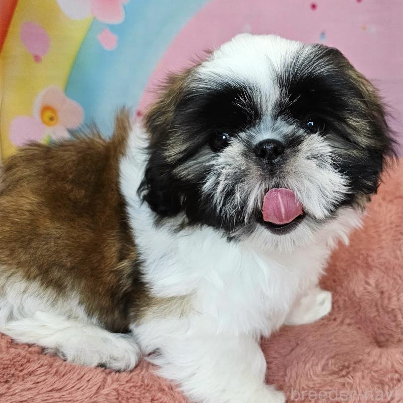 商談中の愛知県のシーズー-428583の28枚目