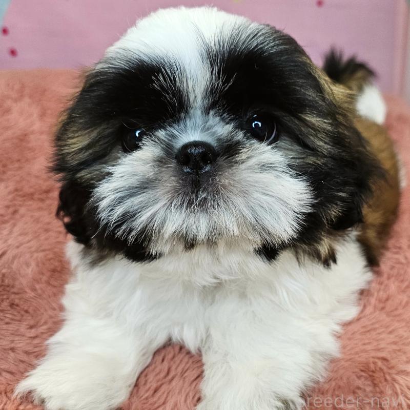 商談中の愛知県のシーズー-428583の27枚目