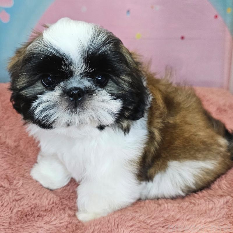 商談中の愛知県のシーズー-428583の26枚目