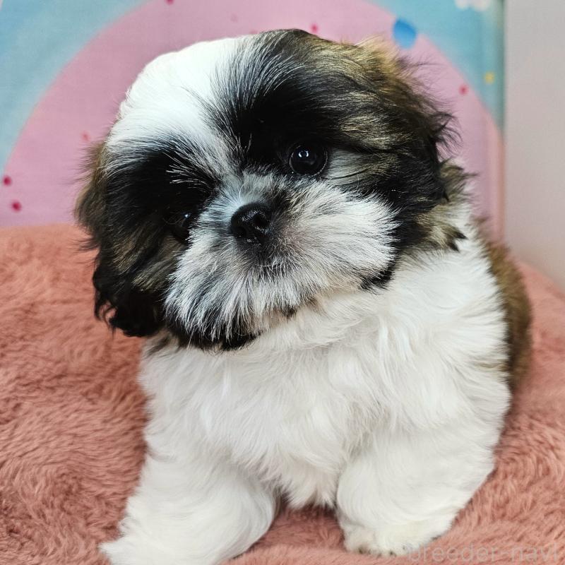 商談中の愛知県のシーズー-428583の25枚目