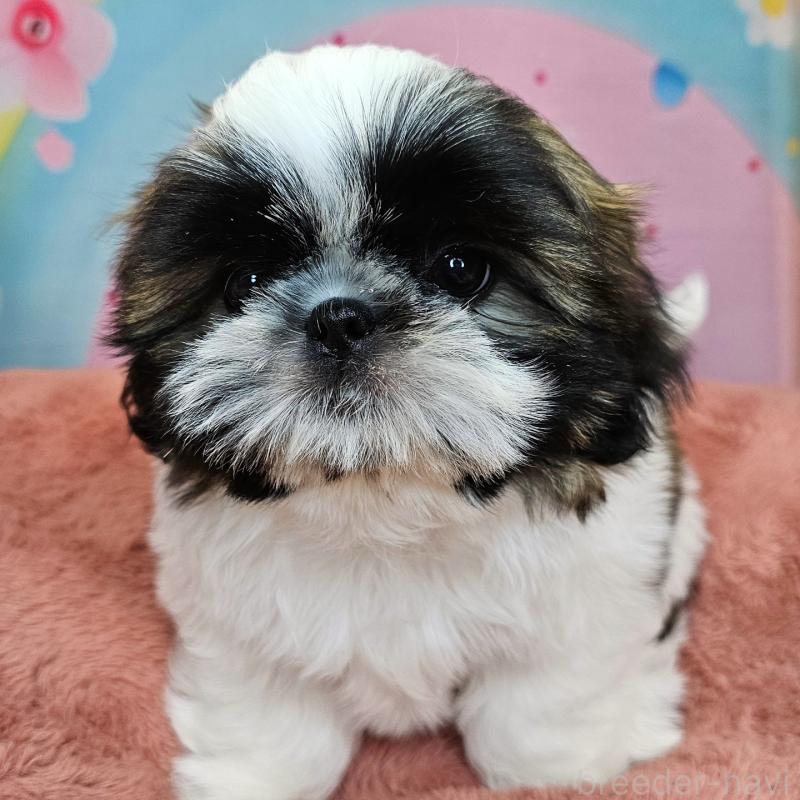 商談中の愛知県のシーズー-428583の21枚目