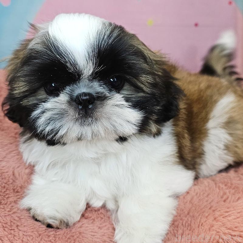 商談中の愛知県のシーズー-428583の20枚目