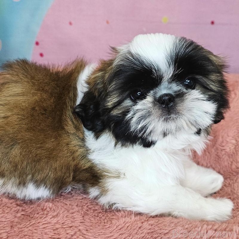 商談中の愛知県のシーズー-428583の19枚目