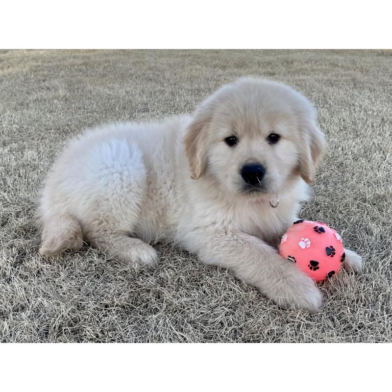 販売中の茨城県のゴールデンレトリーバー-443414の7枚目