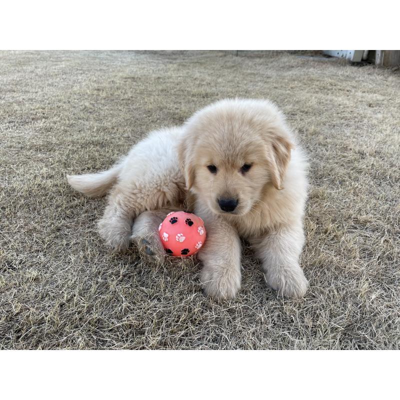 販売中の茨城県のゴールデンレトリーバー-443414の5枚目