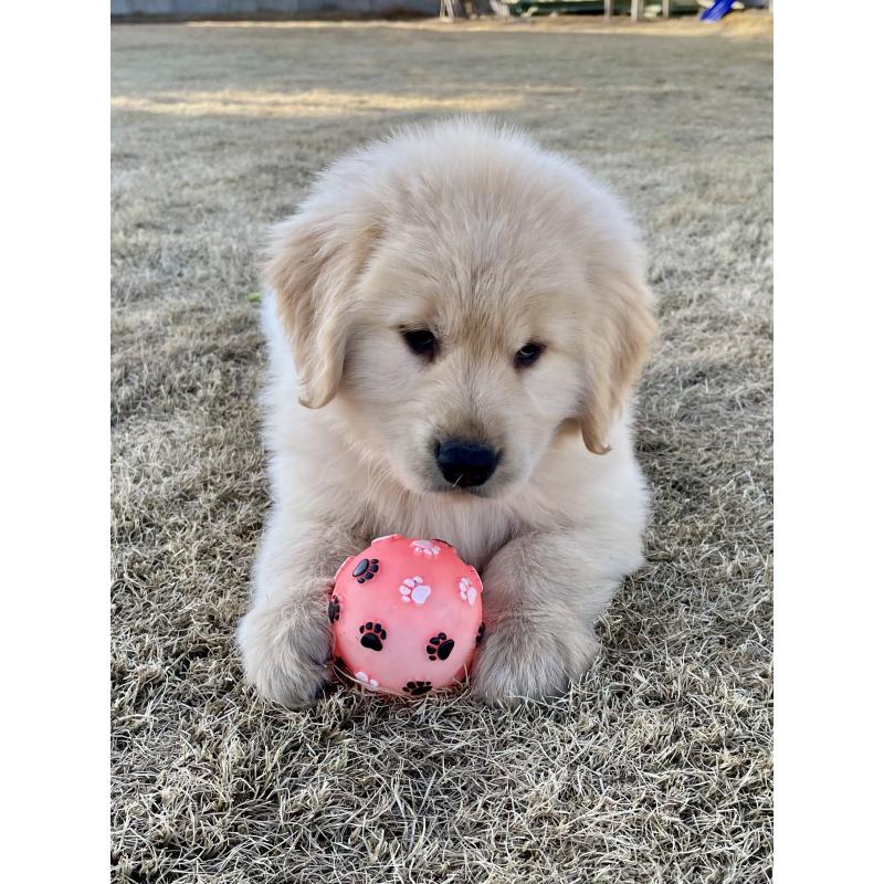 販売中の茨城県のゴールデンレトリーバー-443414の4枚目